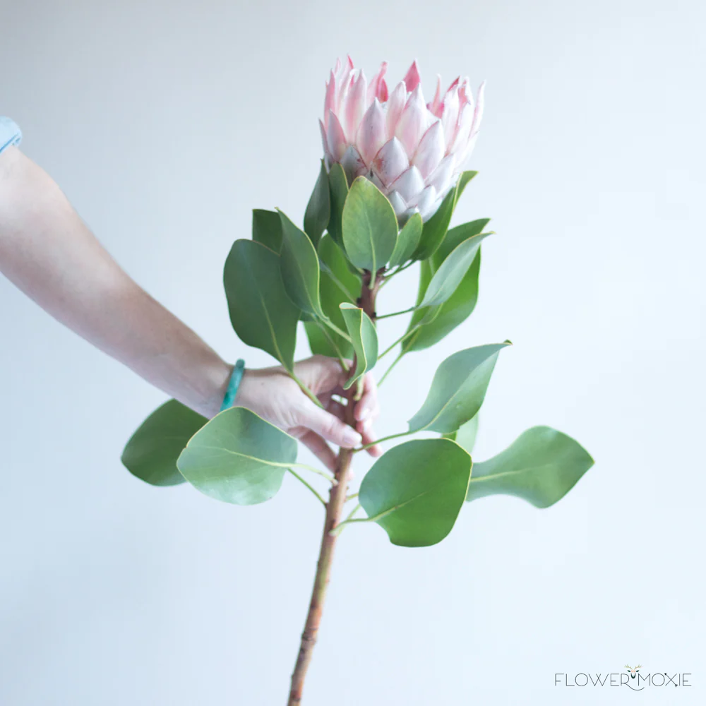Blush Pink King Protea Flower - Image 5