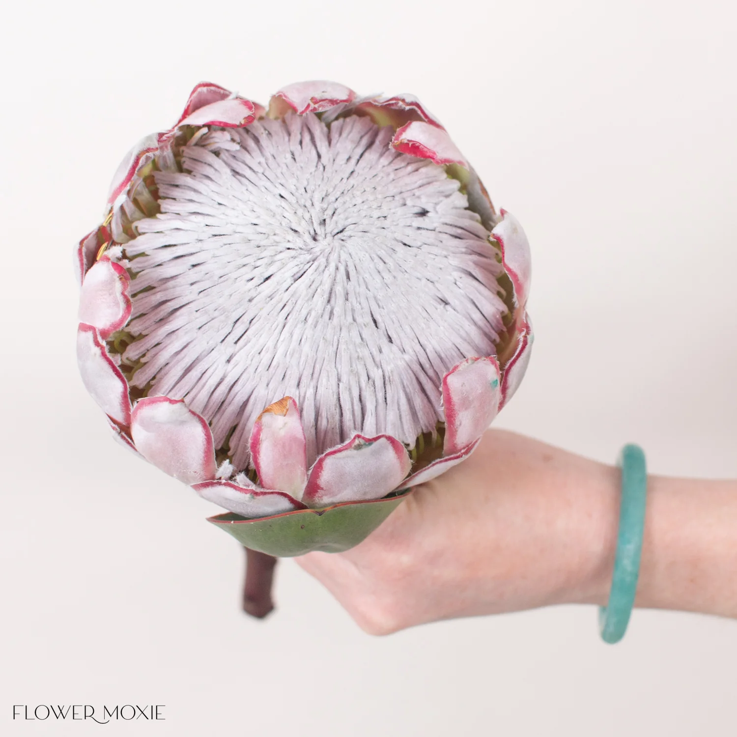 Blush Pink King Protea Flower - Image 6