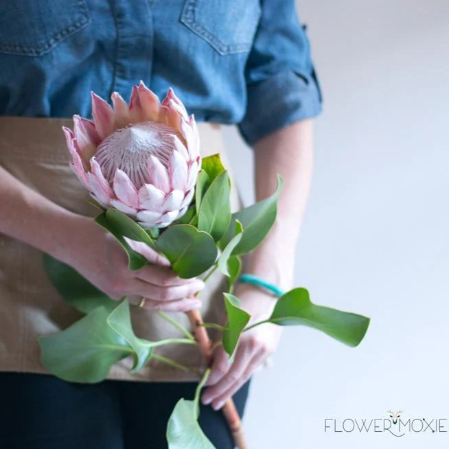 Blush Pink King Protea Flower - Image 8