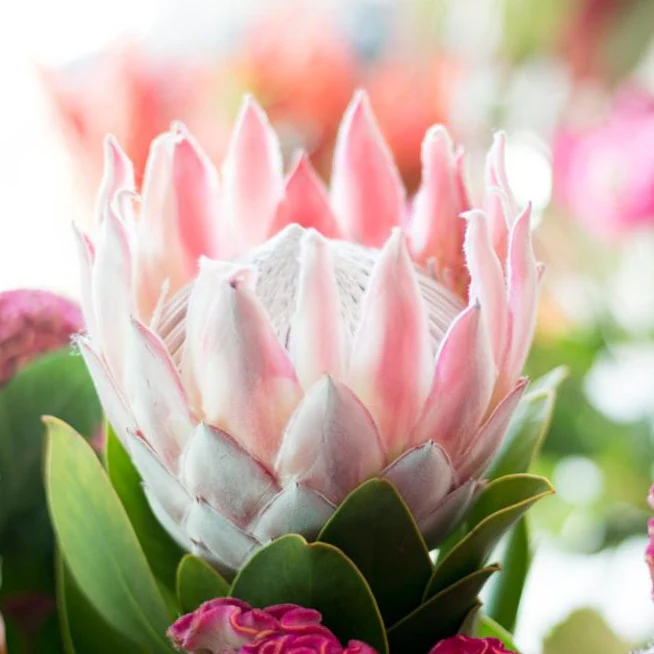 Blush Pink King Protea Flower - Image 9