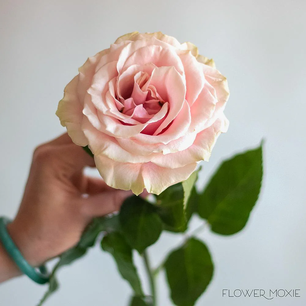 Light Pink Mondial Rose - Image 3