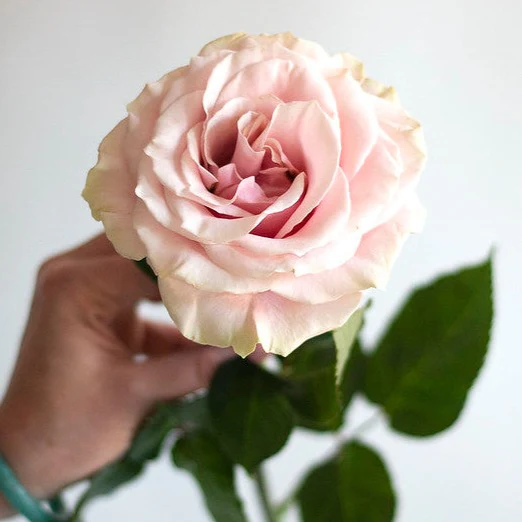 Light Pink Mondial Rose - Image 4