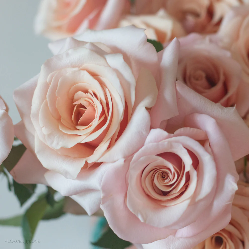 Peachy Pink Mother of Pearl Rose - Image 5