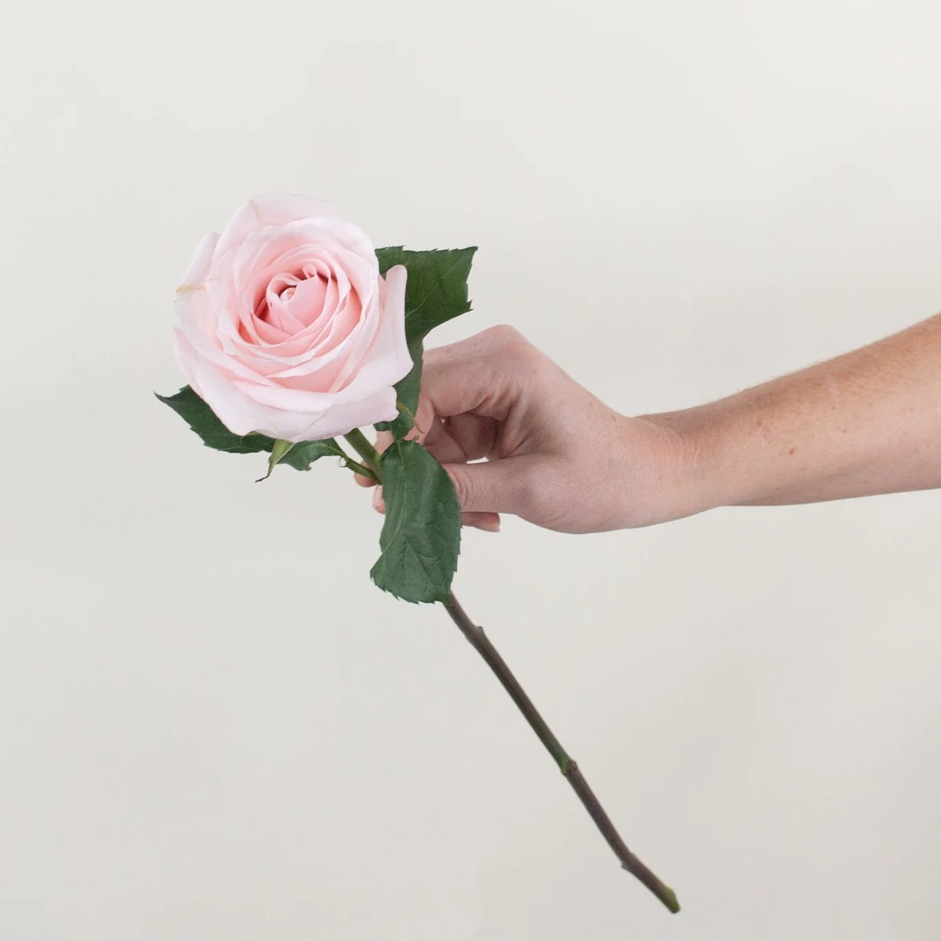 Blush Poma Rosa Rose - Image 10