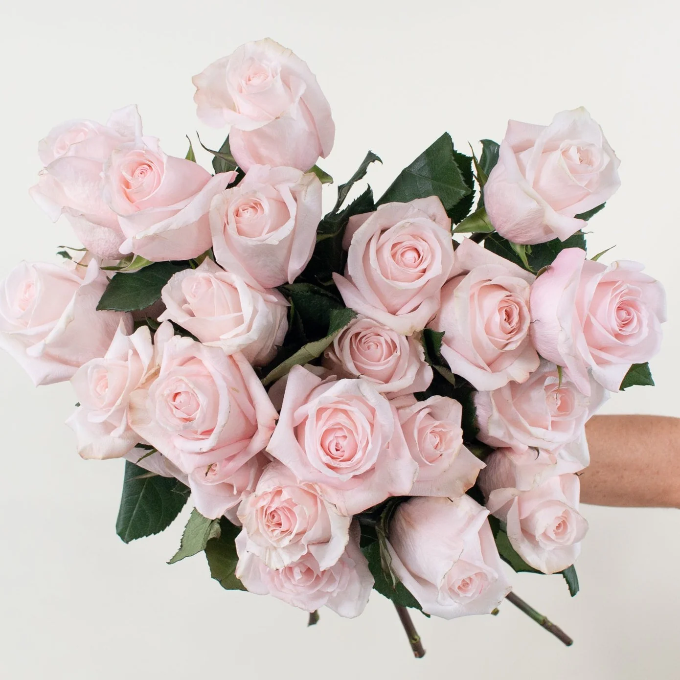 Blush Poma Rosa Rose - Image 2