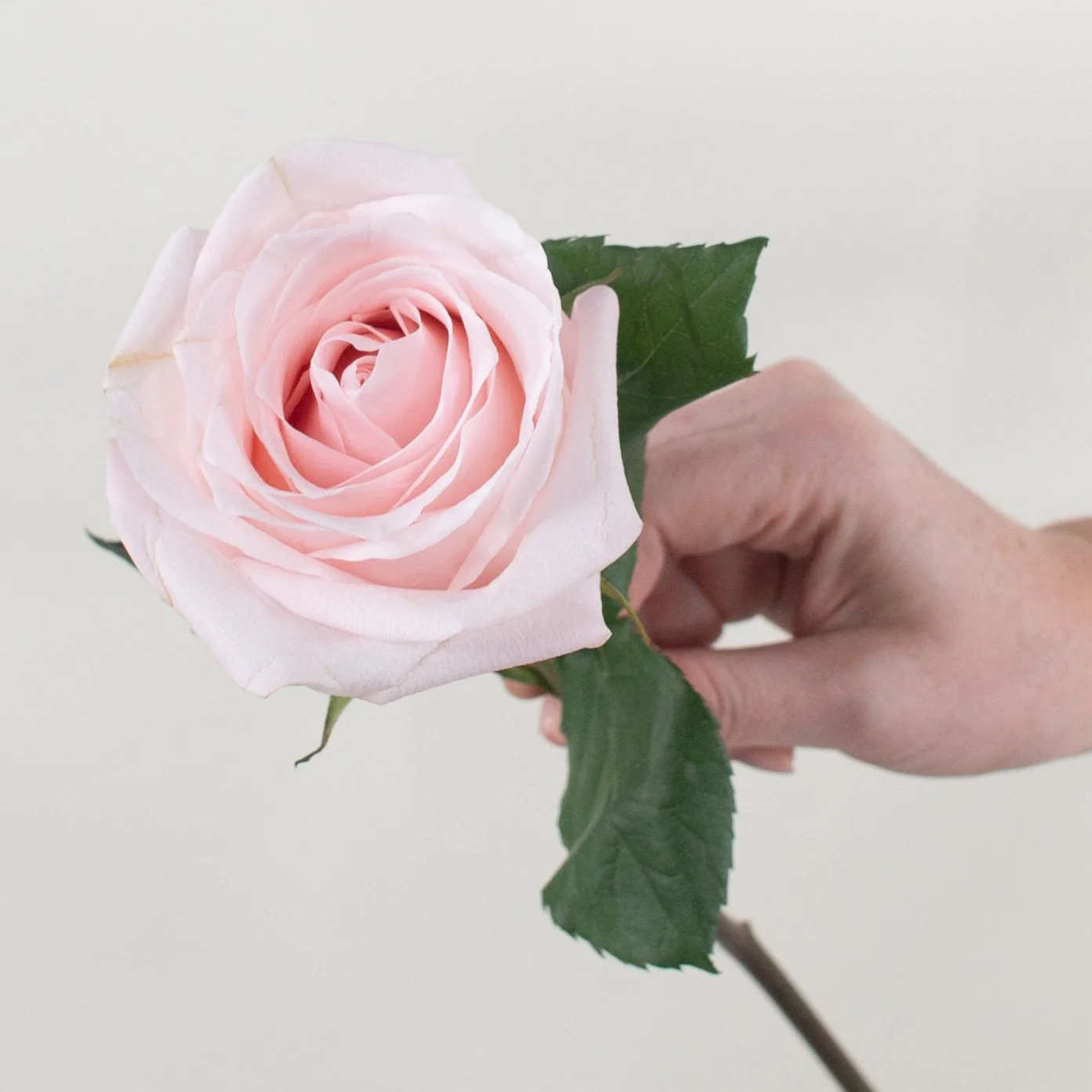 Blush Poma Rosa Rose - Image 5