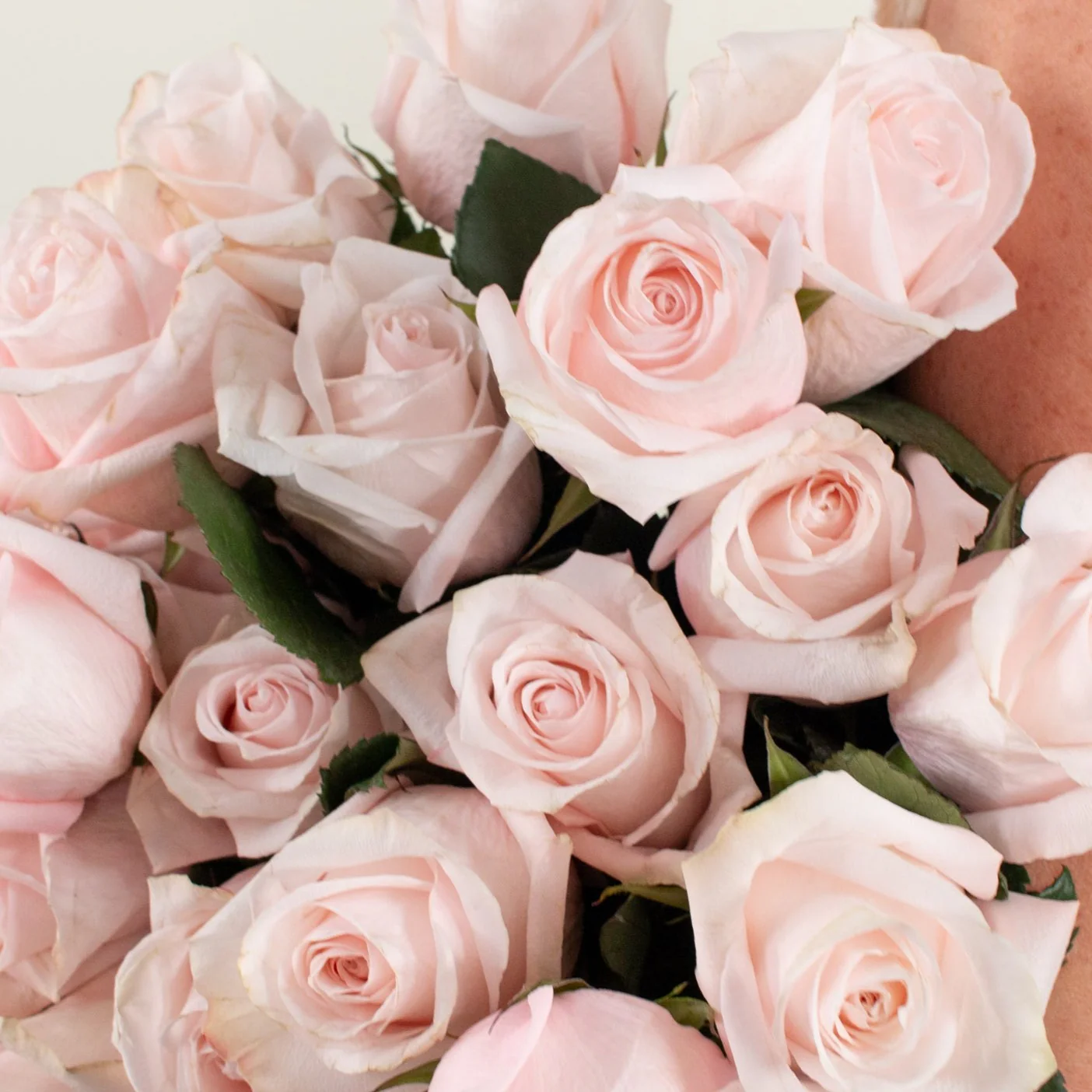 Blush Poma Rosa Rose - Image 6