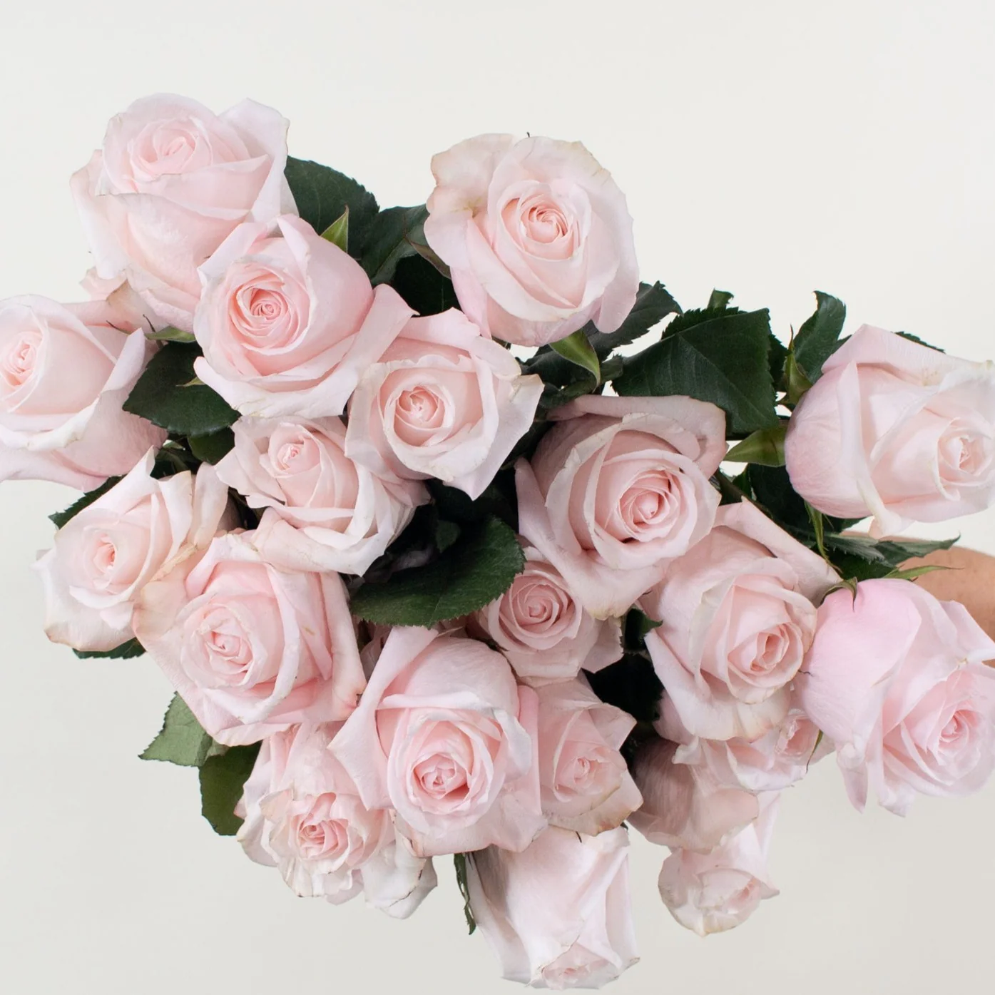 Blush Poma Rosa Rose - Image 7