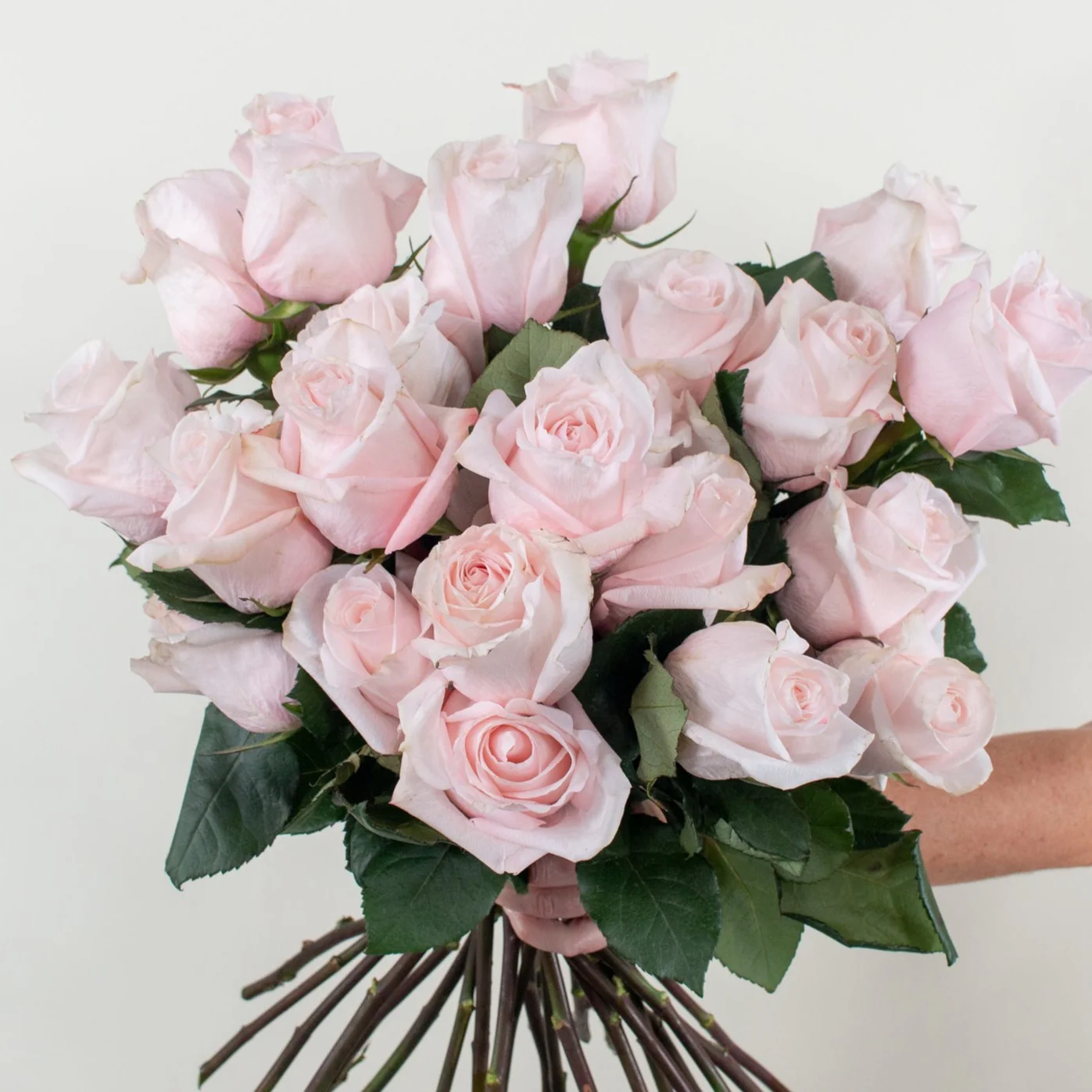 Blush Poma Rosa Rose - Image 8
