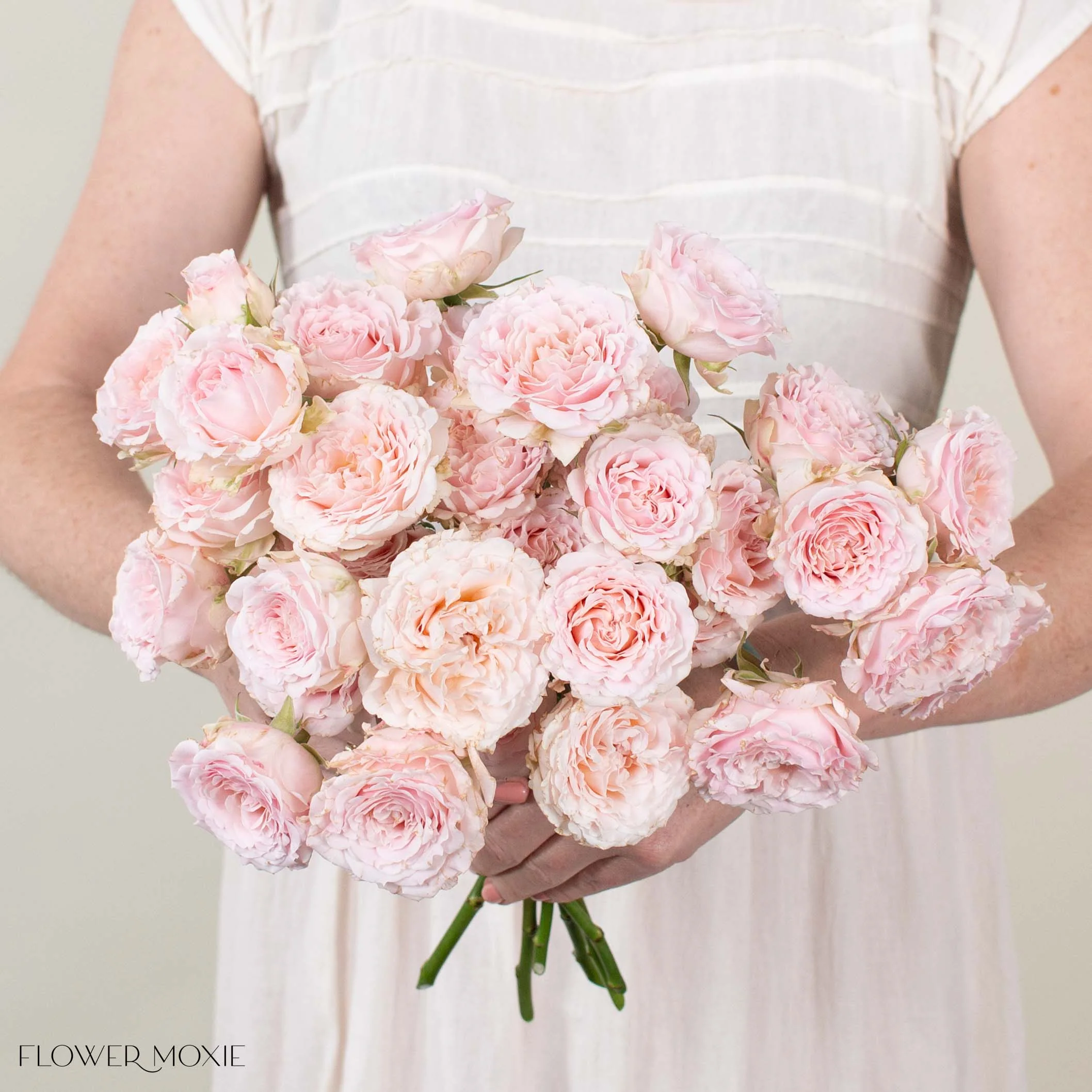 Blush Princess Fairy Kiss Spray Garden Roses