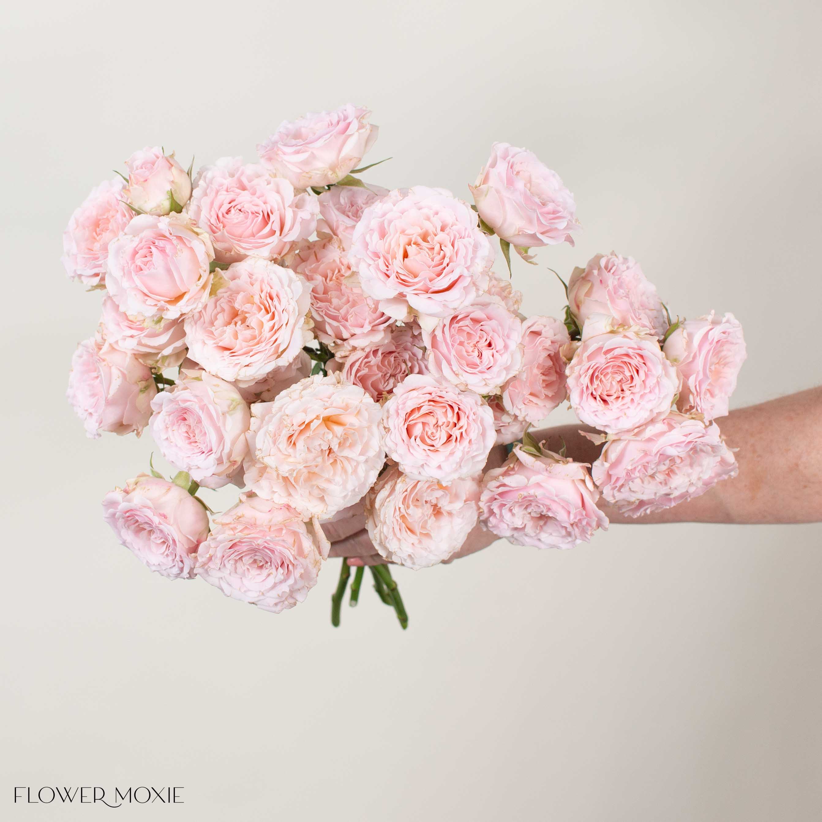 Blush Princess Fairy Kiss Spray Garden Roses - Image 2