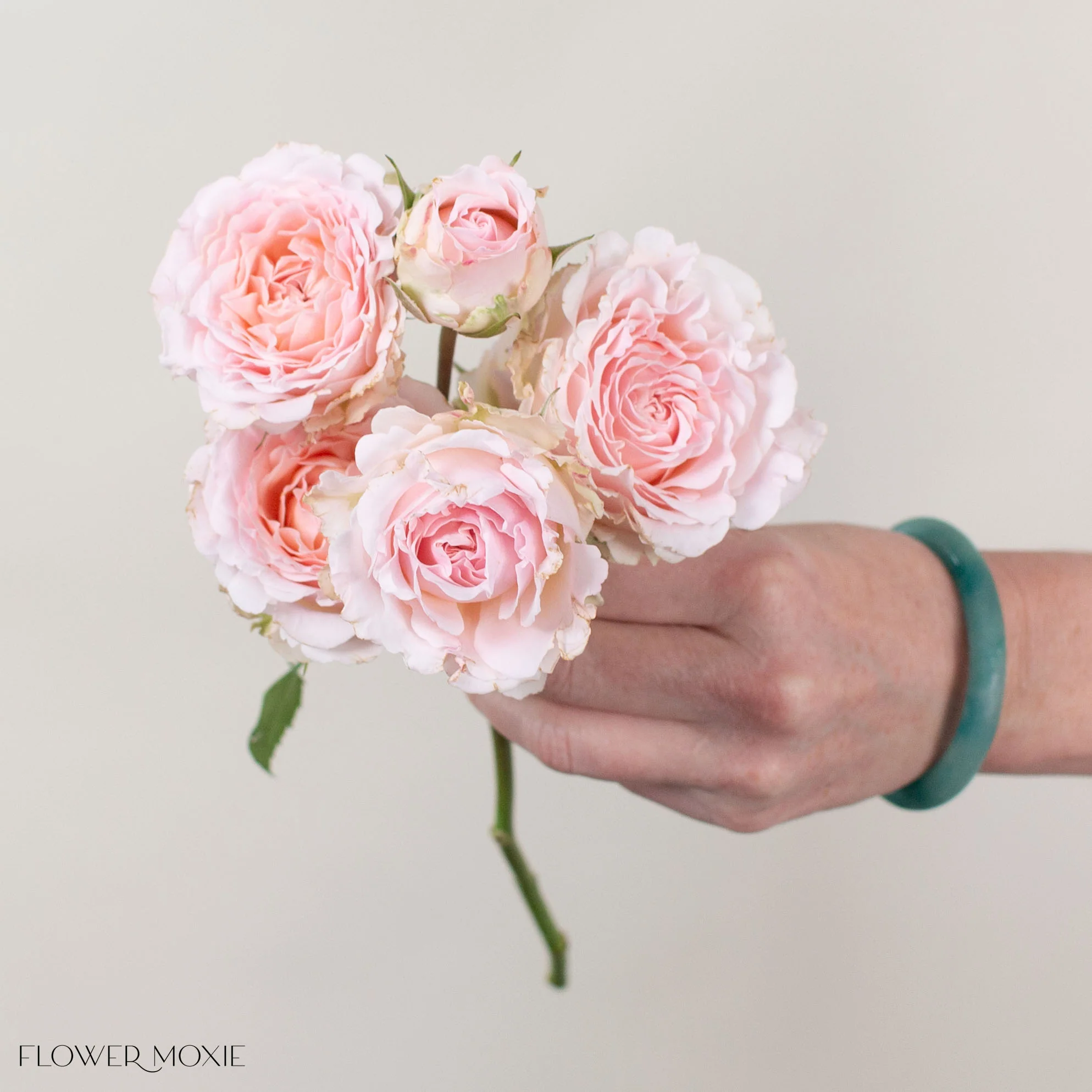 Blush Princess Fairy Kiss Spray Garden Roses - Image 3