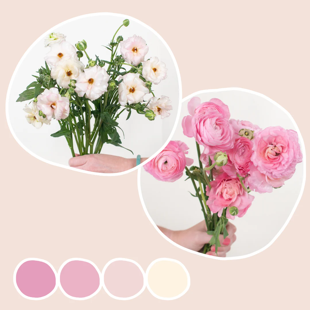 Blush Ranunculus and Butterfly Ranunculus Mixed Box