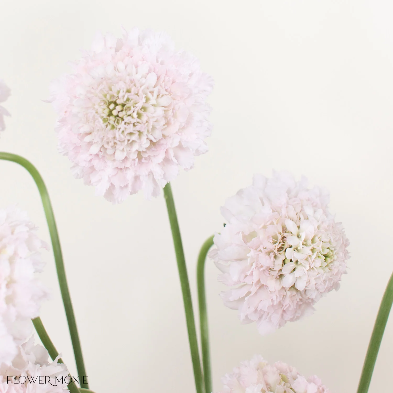 Blush Scabiosa Flower - Image 4