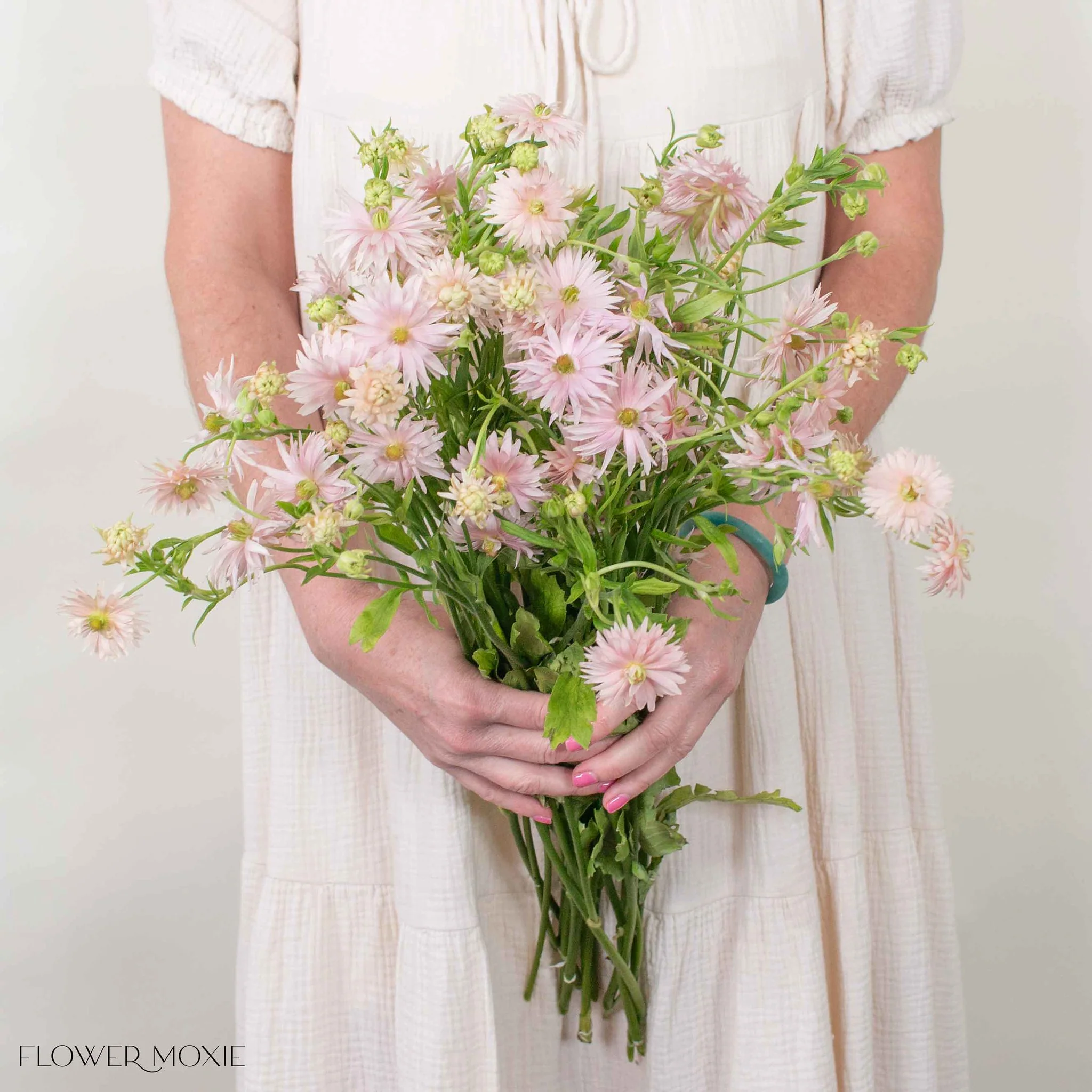 Blush Star Butterfly Ranunculus