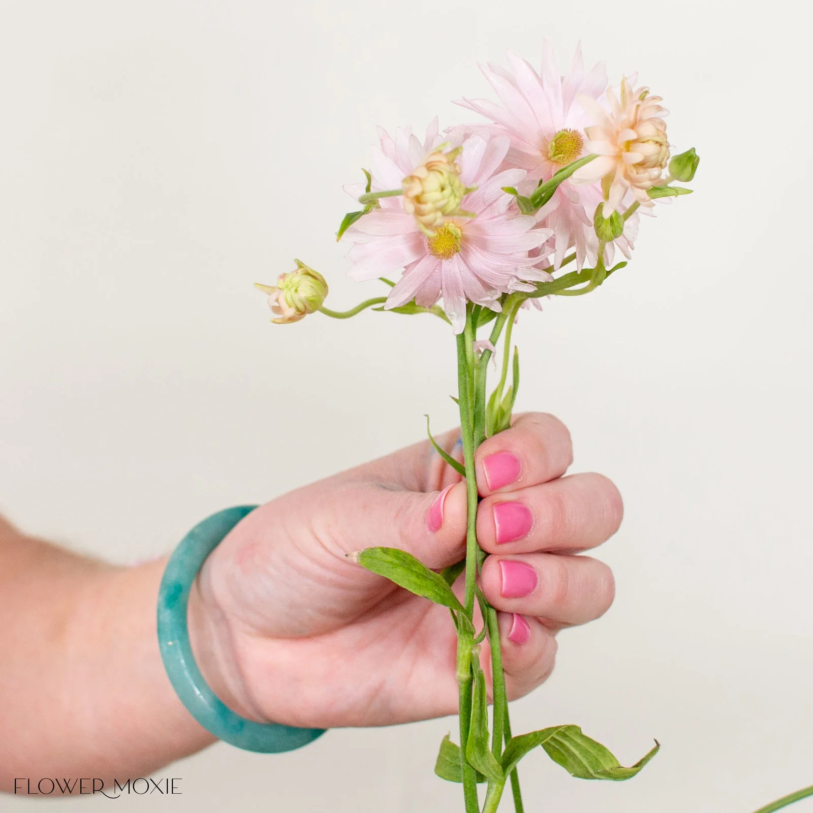 Blush Star Butterfly Ranunculus - Image 2