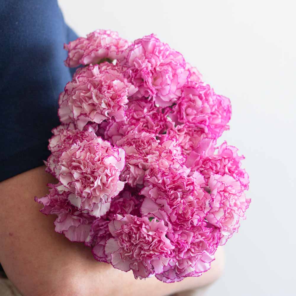 Bright Pink Komachi Carnation Flower