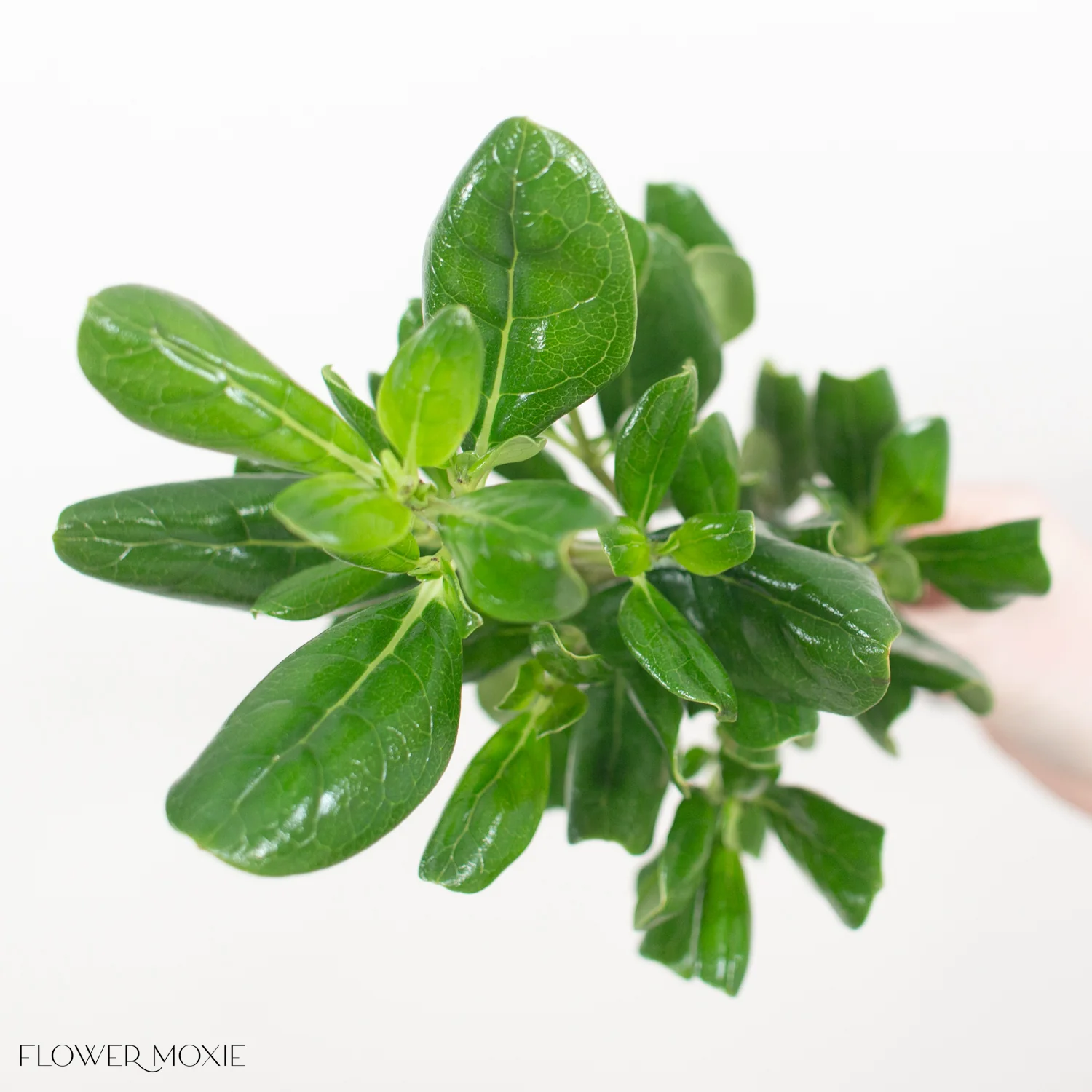 Brillantina Greenery - Image 3