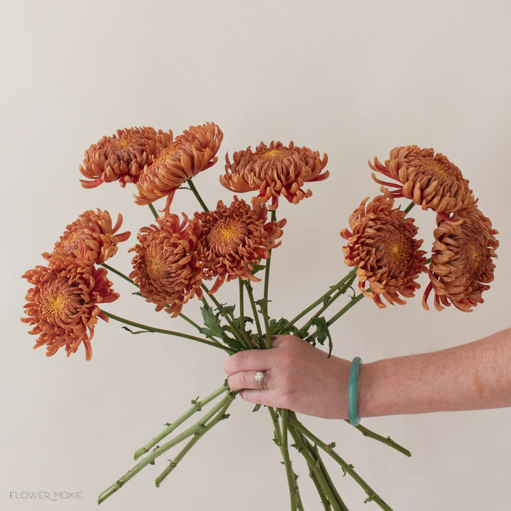 FALL ONLY - Bronze Football Mum Flower - Image 3