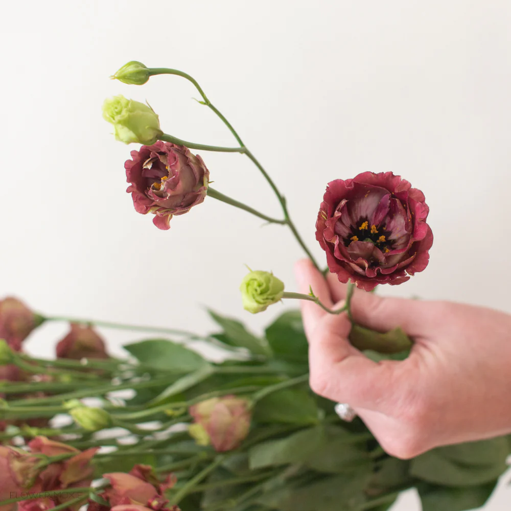Brown Lisianthus Flower - Image 10