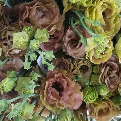 Brown Lisianthus Flower - Image 11