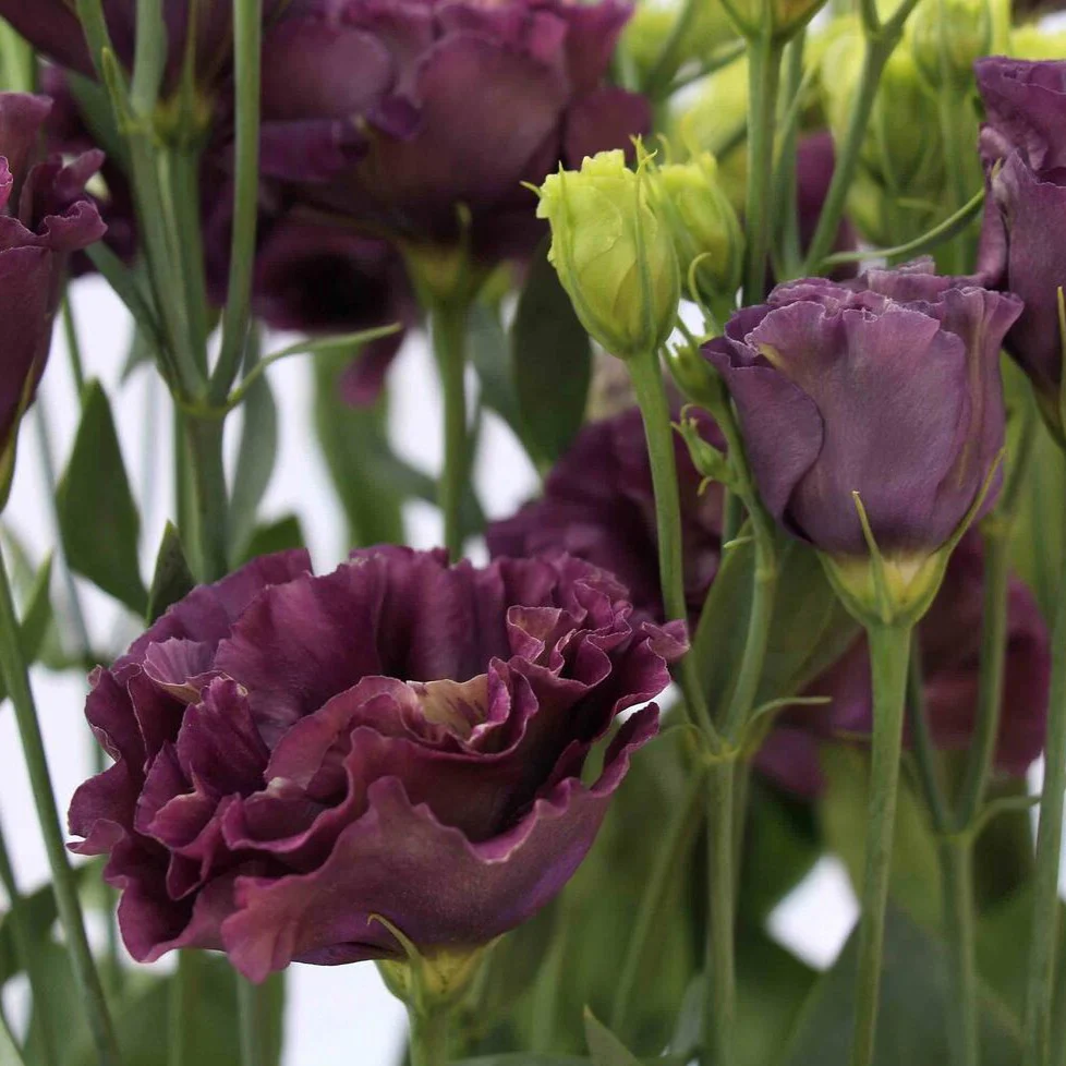 Brown Lisianthus Flower - Image 3