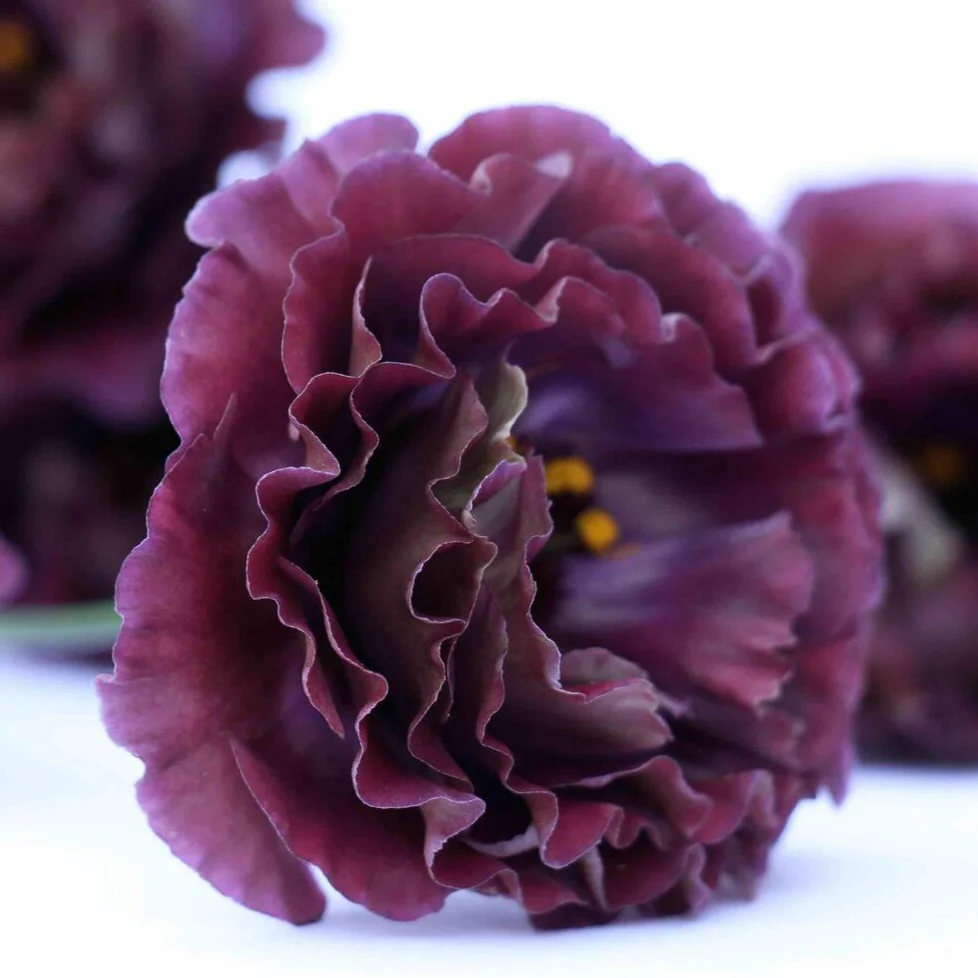 Brown Lisianthus Flower - Image 4