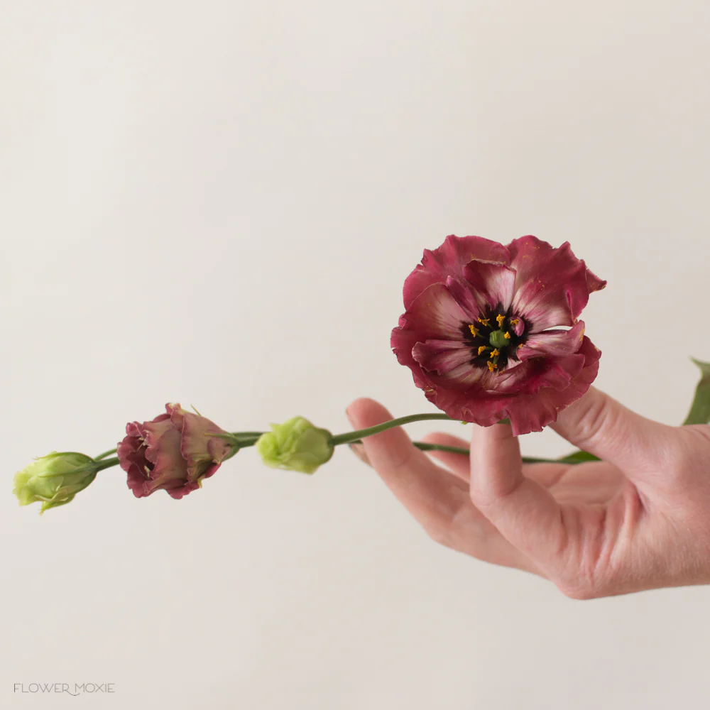 Brown Lisianthus Flower - Image 5