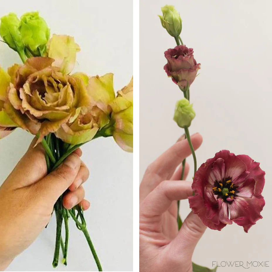 Brown Lisianthus Flower - Image 6