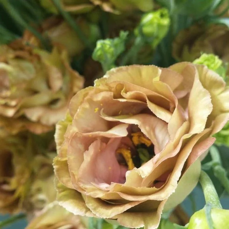 Brown Lisianthus Flower - Image 7
