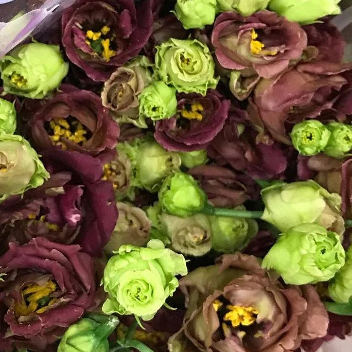 Brown Lisianthus Flower - Image 9
