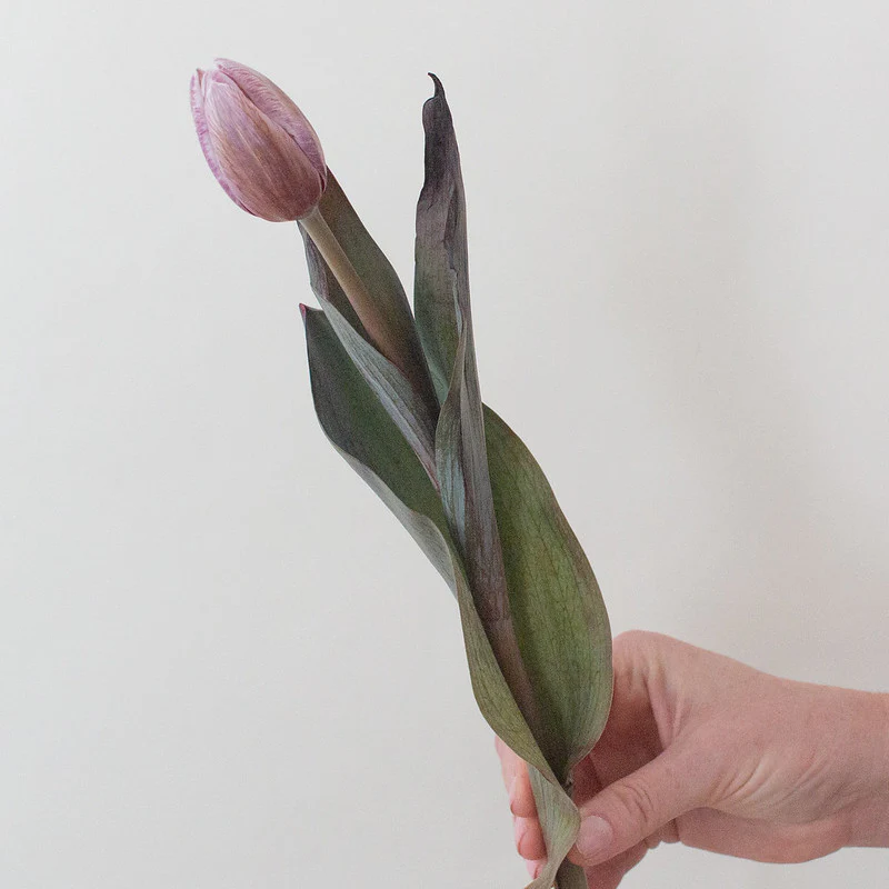 Brownie Mauve Tulip Flower - Image 3