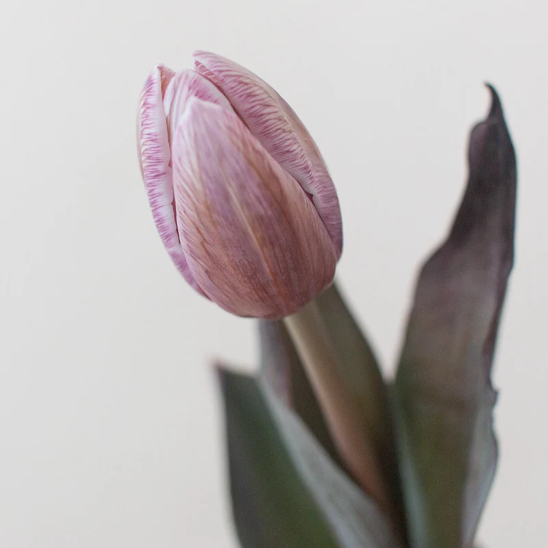 Brownie Mauve Tulip Flower - Image 4