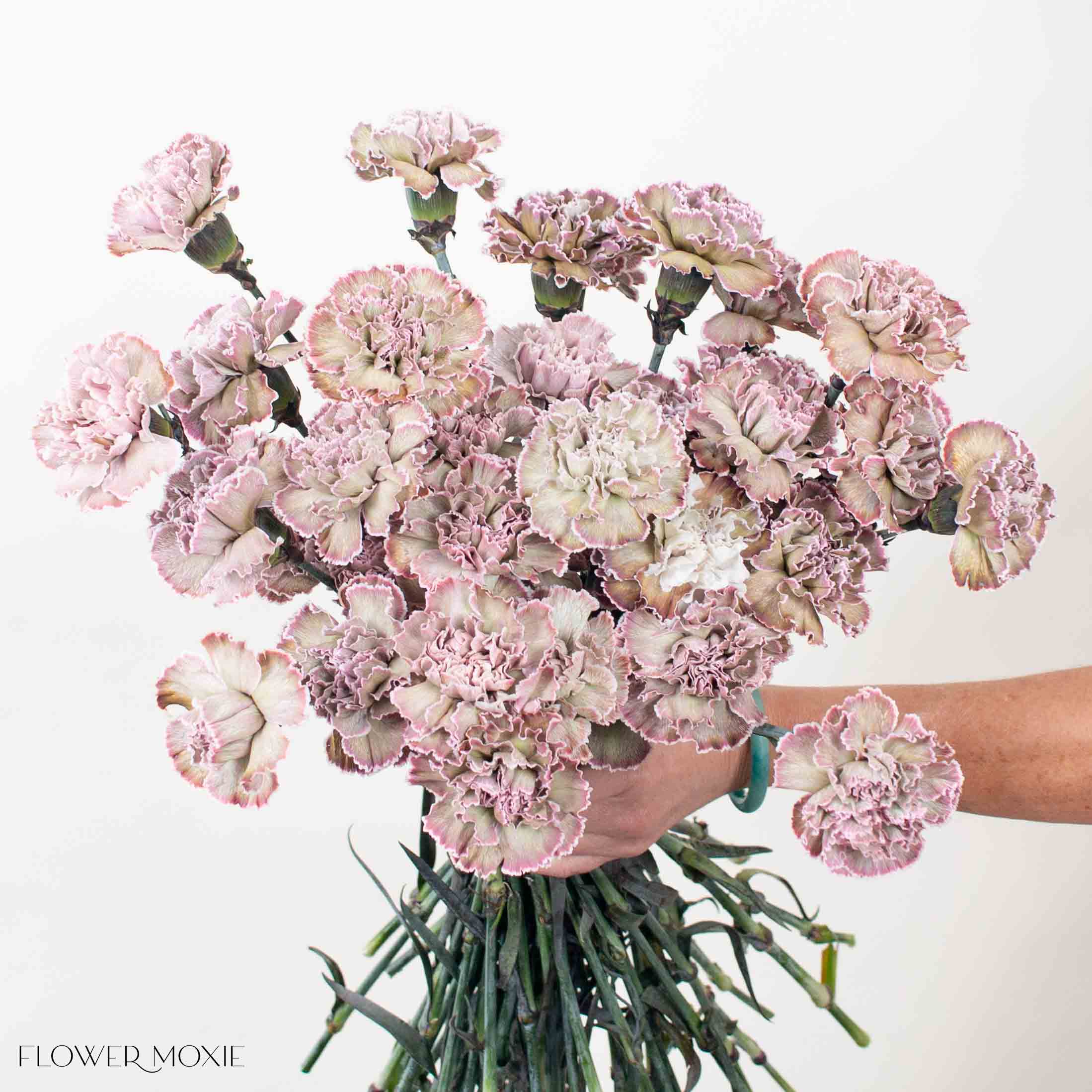 Tinted Brownie Carnation Flower