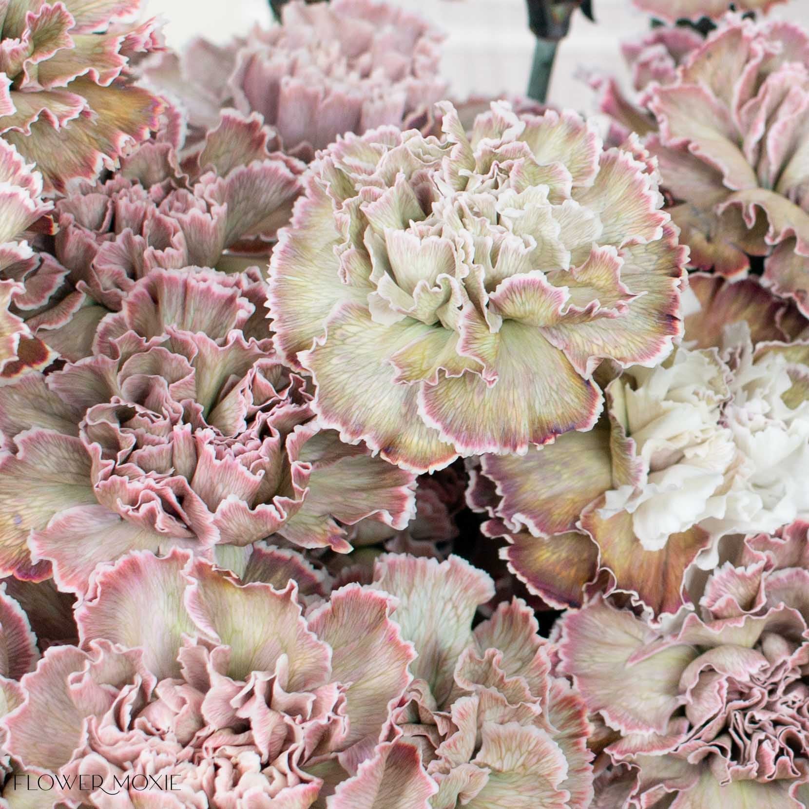 Tinted Brownie Carnation Flower - Image 3