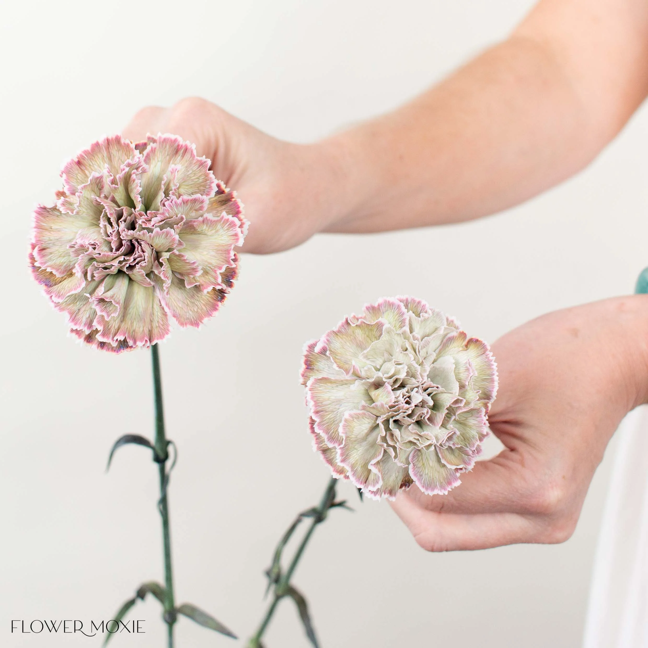 Tinted Brownie Carnation Flower - Image 4