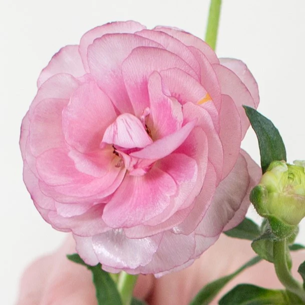 Build Your Own Wildflower Box (10 bunch minimum) - Image 10