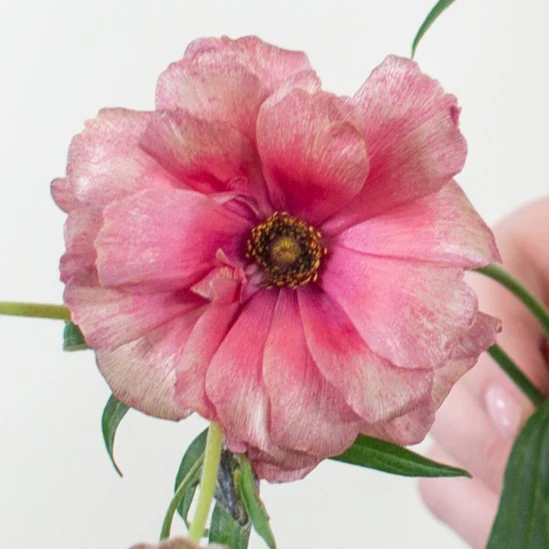 Build Your Own Wildflower Box (10 bunch minimum) - Image 11