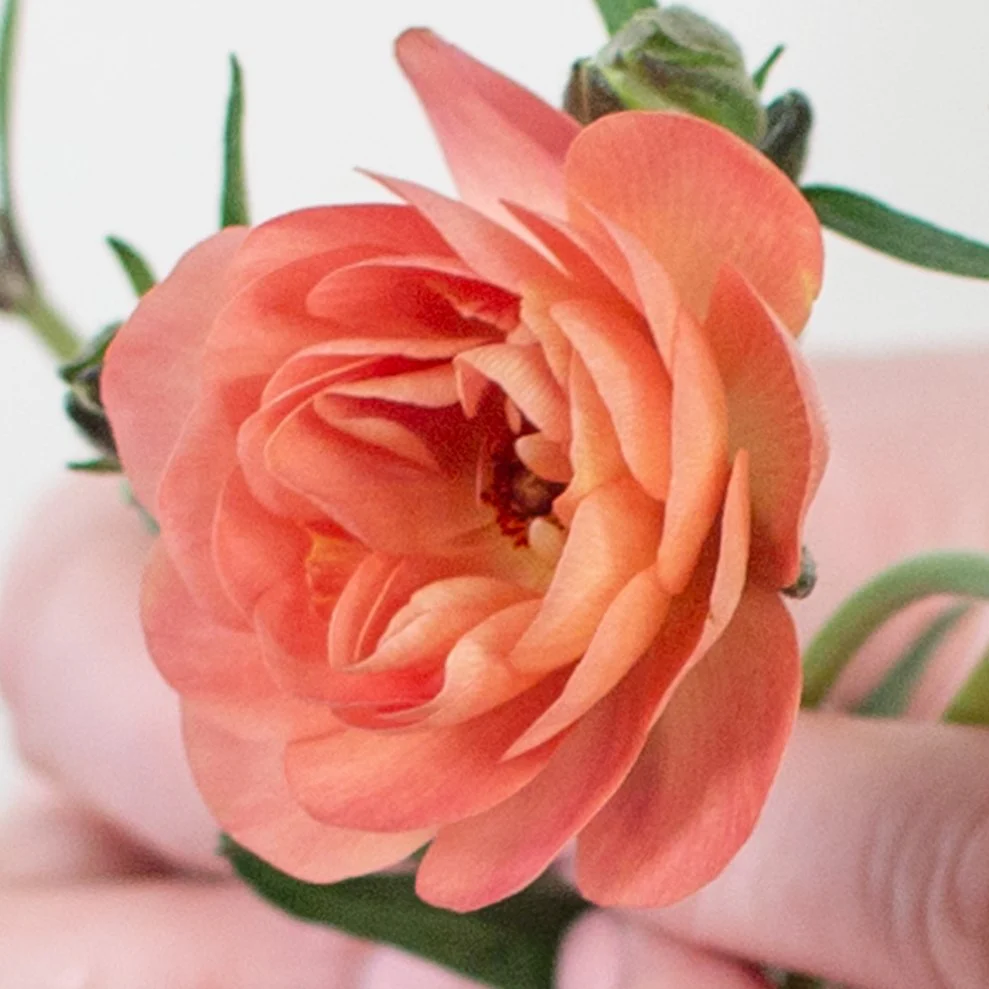 Build Your Own Wildflower Box (10 bunch minimum) - Image 12