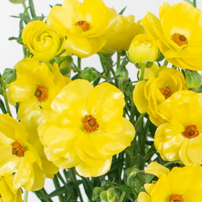 Build Your Own Wildflower Box (10 bunch minimum) - Image 14