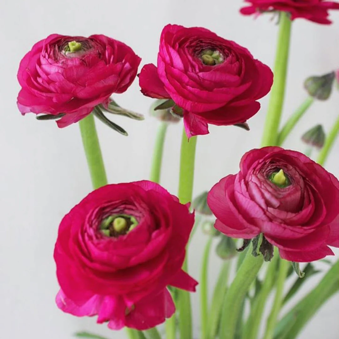 Build Your Own Wildflower Box (10 bunch minimum) - Image 18