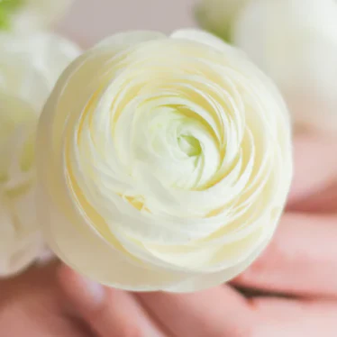 Build Your Own Ranunculus and Anemone Box (6 bunch minimum)
