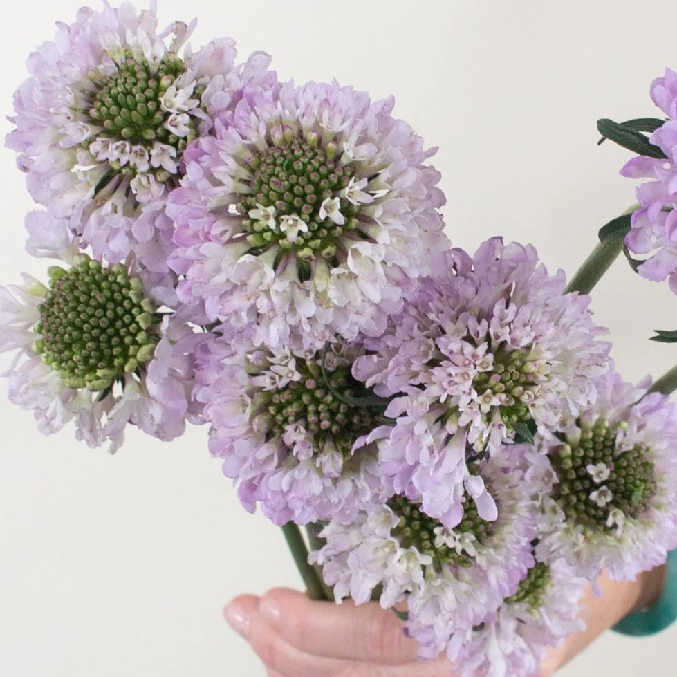 Build Your Own Wildflower Box (10 bunch minimum) - Image 20