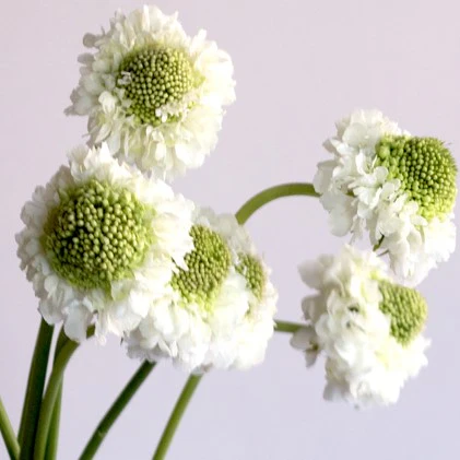 Build Your Own Wildflower Box (10 bunch minimum) - Image 21