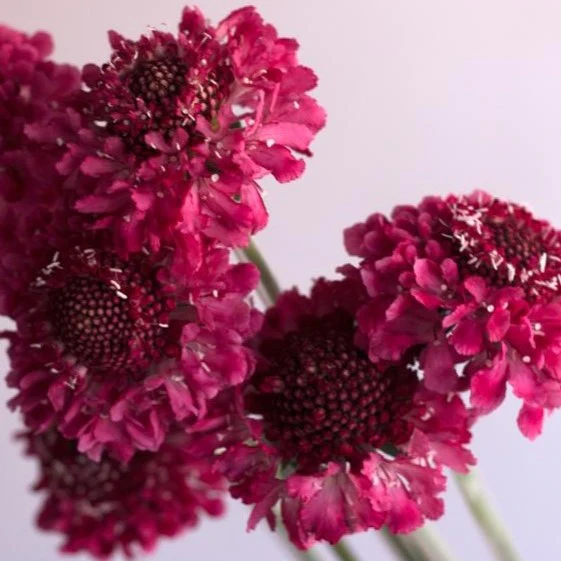 Build Your Own Wildflower Box (10 bunch minimum) - Image 22
