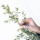 Build Your Own Wildflower Box (10 bunch minimum) - Image 29