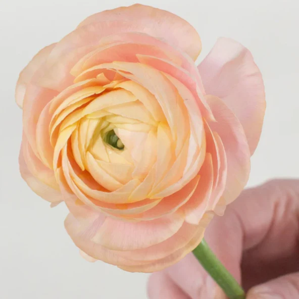 Build Your Own Ranunculus and Anemone Box (6 bunch minimum) - Image 2