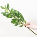 Build Your Own Wildflower Box (10 bunch minimum) - Image 30