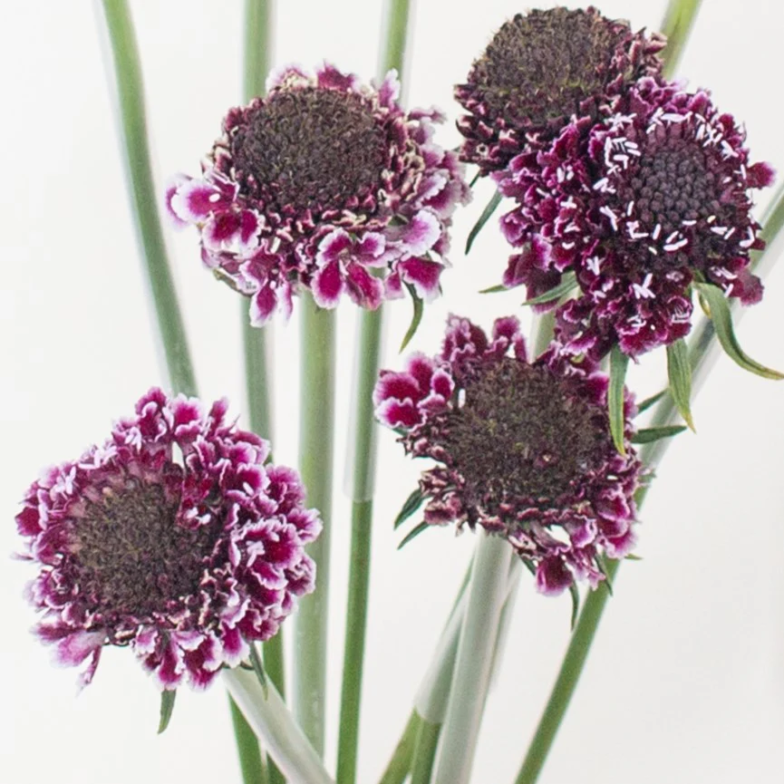 Build Your Own Wildflower Box (10 bunch minimum) - Image 39