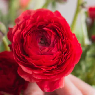 Build Your Own Ranunculus and Anemone Box (6 bunch minimum) - Image 3